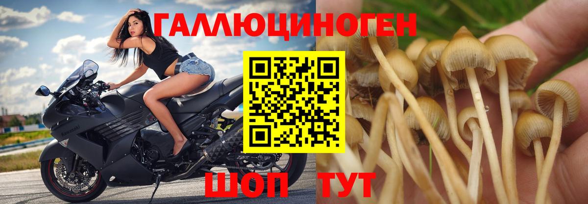 Галлюциногенные грибы прущие грибы Бугуруслан